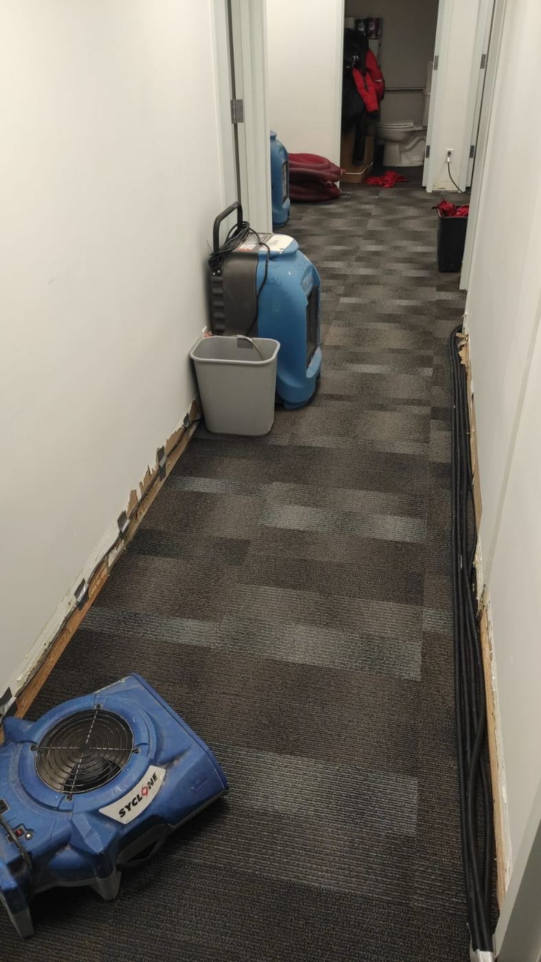 Air movers and a dehumidifier drying a commercial corridor with baseboards removed and wall cavities opened